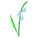 スズラン（青）