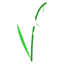 スズラン（白）