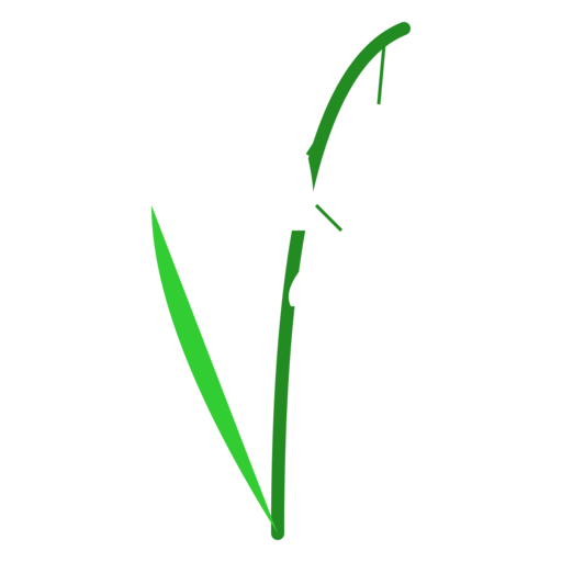 スズラン（白）